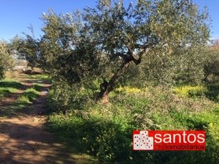 PARCELA EN VENTA EN GUAREÑA