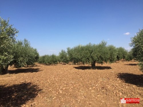 PARCELA EN VENTA EN DON BENITO (LAS CRUCES)