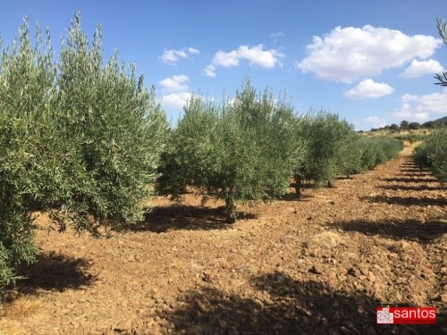 PARCELA EN VENTA EN DON BENITO (LAS CRUCES)