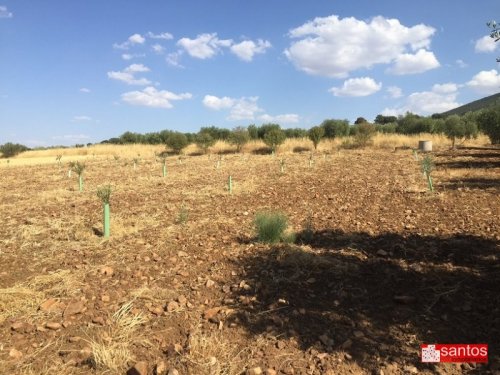 PARCELA EN VENTA EN DON BENITO (LAS CRUCES)