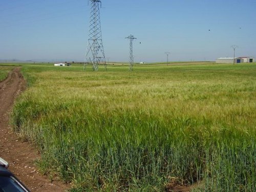 PARCELA EN VENTA EN DON BENITO