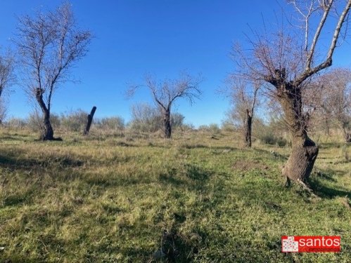 FINCA EN VENTA EN CAMPANARIO