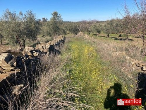 FINCA EN VENTA EN CAMPANARIO