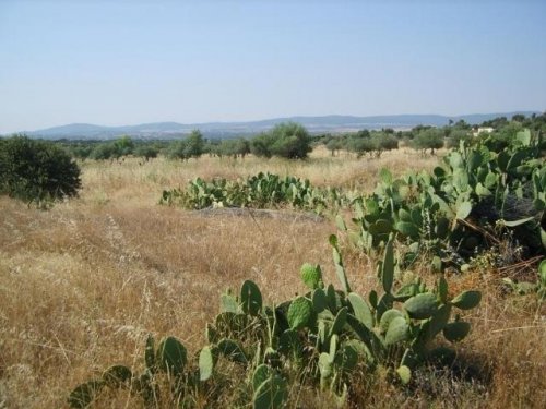 PARCELA EN VENTA EN LA HABA (CAMINO DE LA ANTIGUA)