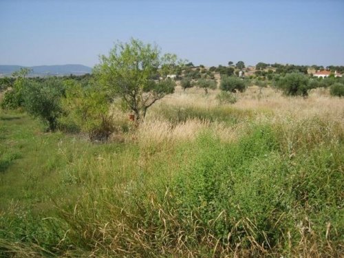 PARCELA EN VENTA EN LA HABA (CAMINO DE LA ANTIGUA)