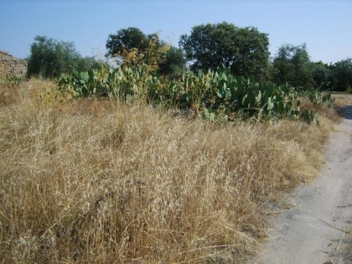 PARCELA EN VENTA EN LA HABA (CAMINO DE LA ANTIGUA)