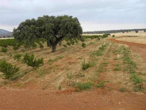 FINCA EN VENTA EN LA HABA (LAS CRUCES)
