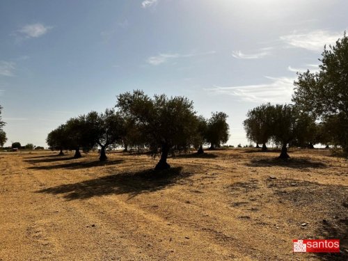 FINCA EN VENTA EN DON BENITO (LAS CRUCES)