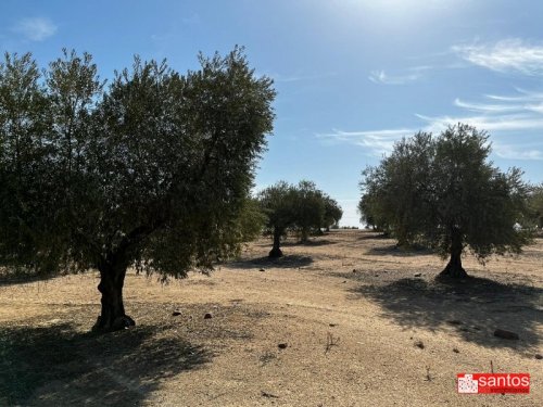 FINCA EN VENTA EN DON BENITO (LAS CRUCES)