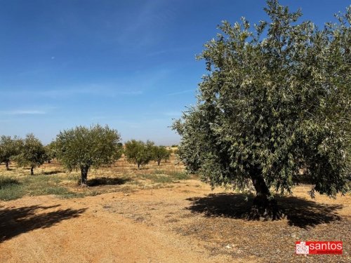 FINCA EN VENTA EN DON BENITO (LAS CRUCES)