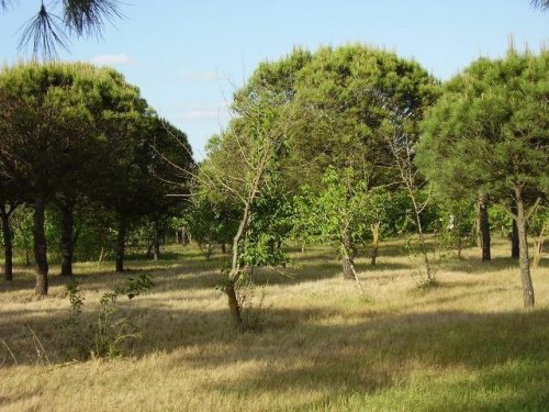 PARCELA EN VENTA EN DON BENITO (LAS ARENAS)