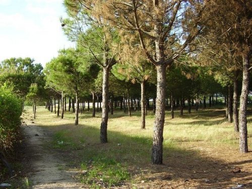 PARCELA EN VENTA EN DON BENITO (LAS ARENAS)