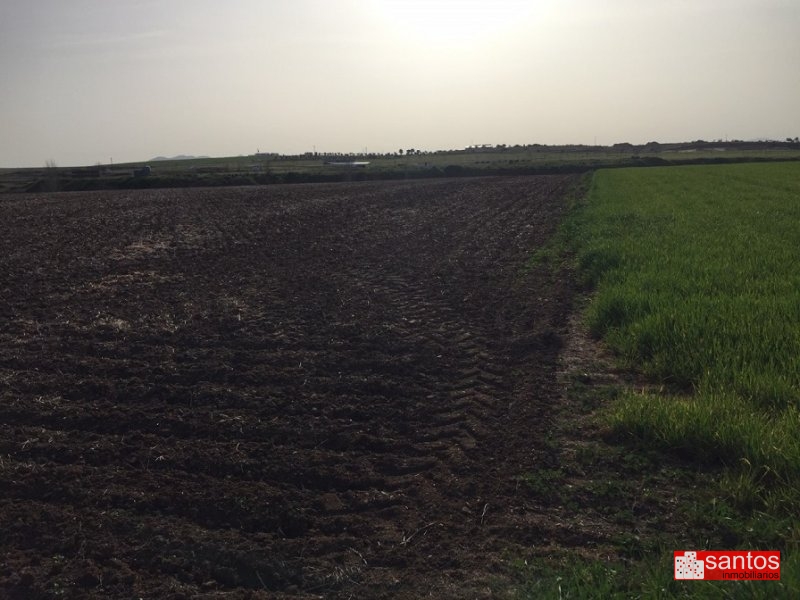PARCELA EN VENTA EN DON BENITO (LAS CRUCES)