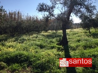 PARCELA EN VENTA EN GUAREÑA