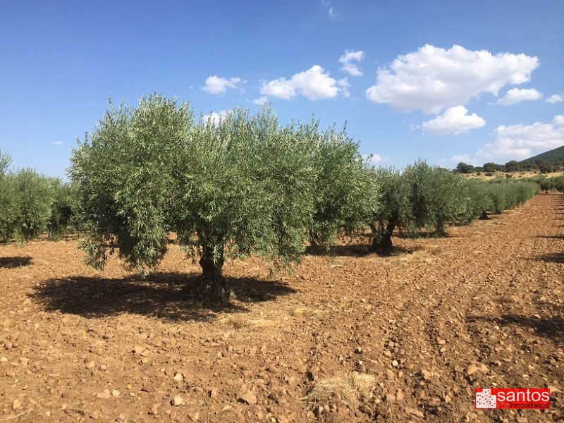PARCELA EN VENTA EN DON BENITO (LAS CRUCES)