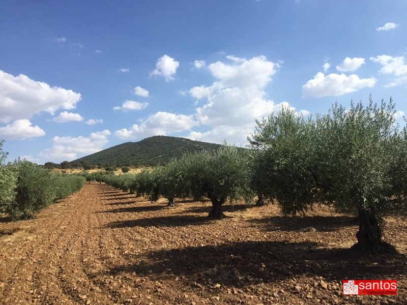 PARCELA EN VENTA EN DON BENITO (LAS CRUCES)
