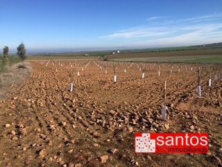 FINCA EN VENTA EN DON BENITO
