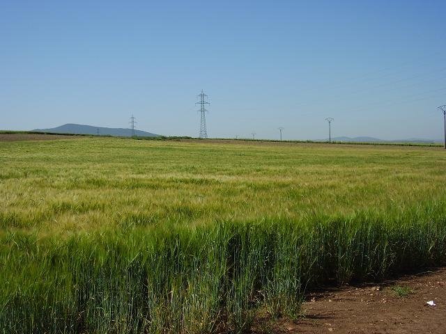 PARCELA EN VENTA EN DON BENITO