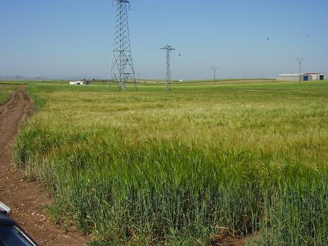 PARCELA EN VENTA EN DON BENITO