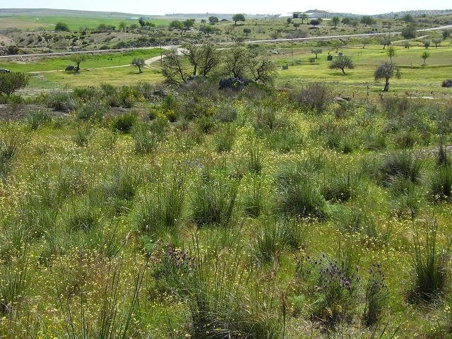 PARCELA EN VENTA EN VILLANUEVA DE LA SERENA