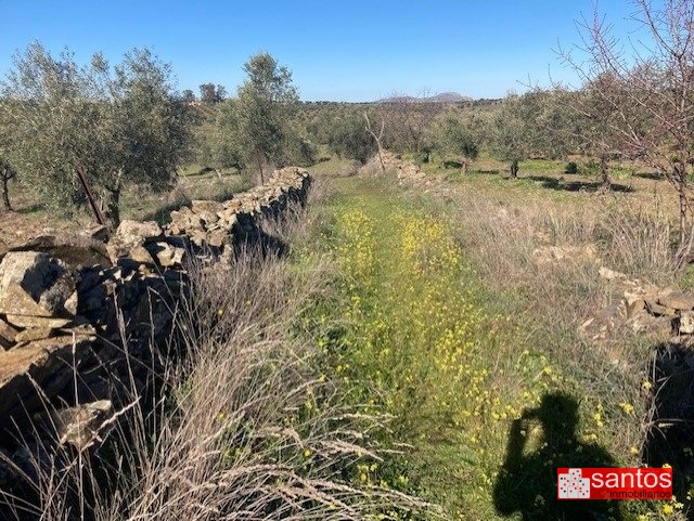 FINCA EN VENTA EN CAMPANARIO