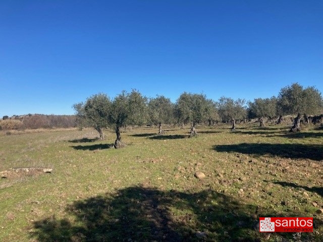 FINCA EN VENTA EN CAMPANARIO