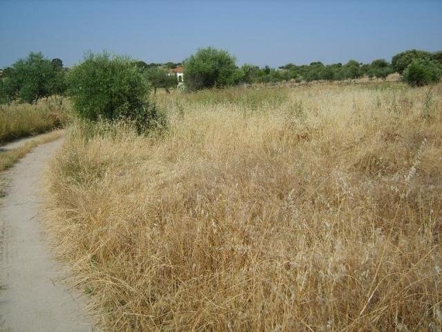 PARCELA EN VENTA EN LA HABA (CAMINO DE LA ANTIGUA)