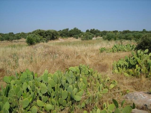 PARCELA EN VENTA EN LA HABA (CAMINO DE LA ANTIGUA)