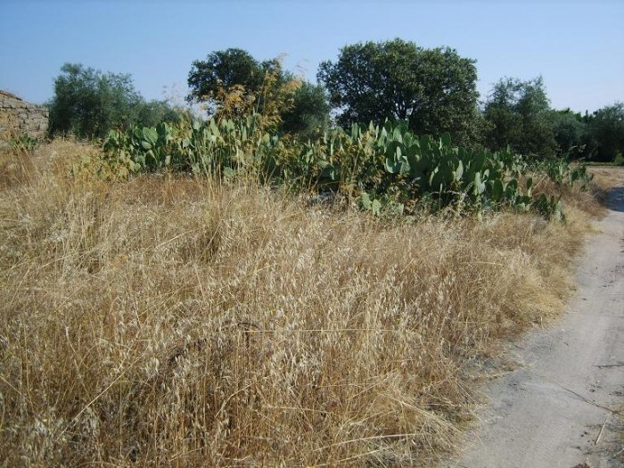 PARCELA EN VENTA EN LA HABA (CAMINO DE LA ANTIGUA)