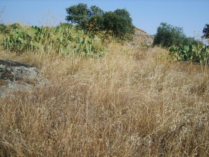 PARCELA EN VENTA EN LA HABA (CAMINO DE LA ANTIGUA)