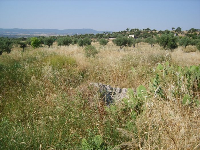 PARCELA EN VENTA EN LA HABA (CAMINO DE LA ANTIGUA)