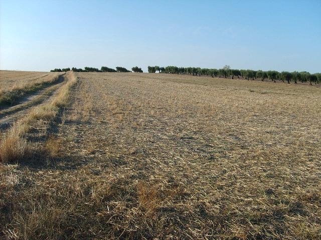 PARCELA EN VENTA EN LA HABA (CAMINO DEL TORRUCO)