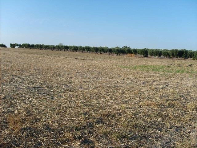 PARCELA EN VENTA EN LA HABA (CAMINO DEL TORRUCO)