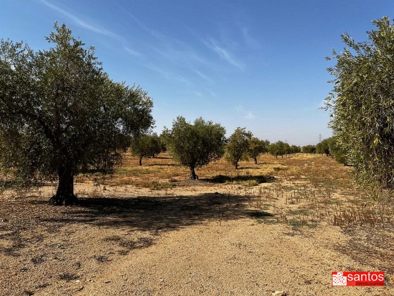 FINCA EN VENTA EN DON BENITO (LAS CRUCES)