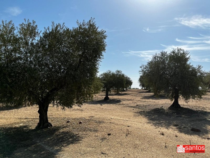 FINCA EN VENTA EN DON BENITO (LAS CRUCES)