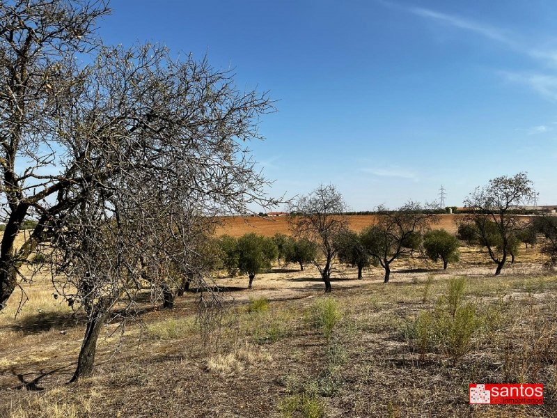 FINCA EN VENTA EN DON BENITO (LAS CRUCES)