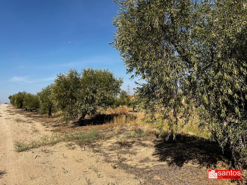FINCA EN VENTA EN DON BENITO (LAS CRUCES)