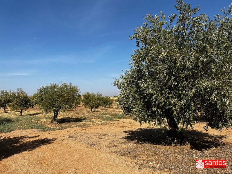 FINCA EN VENTA EN DON BENITO (LAS CRUCES)