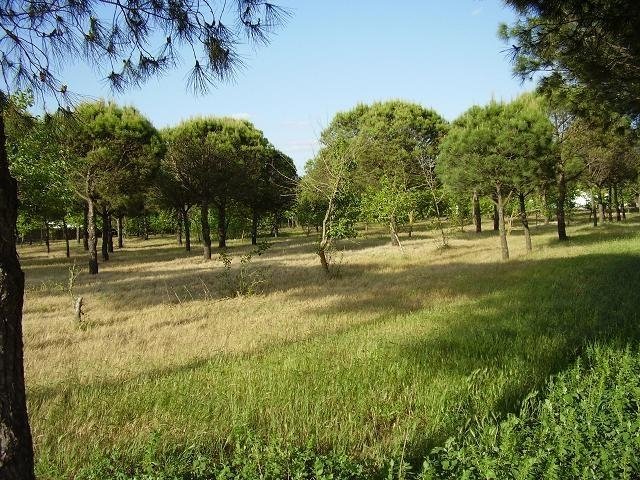 PARCELA EN VENTA EN DON BENITO (LAS ARENAS)